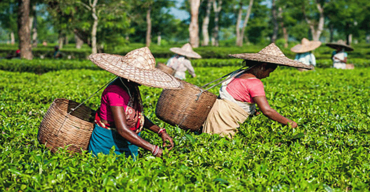 চা শ্রমিকদের শোবনকাজ উন্নয়ন করনীয় শীর্ষক অংশিজন সভা