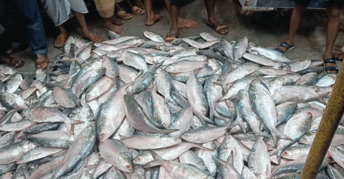 এক ট্রলারে ৯৬ মণ ইলিশ, ৩৯ লাখে বিক্রি