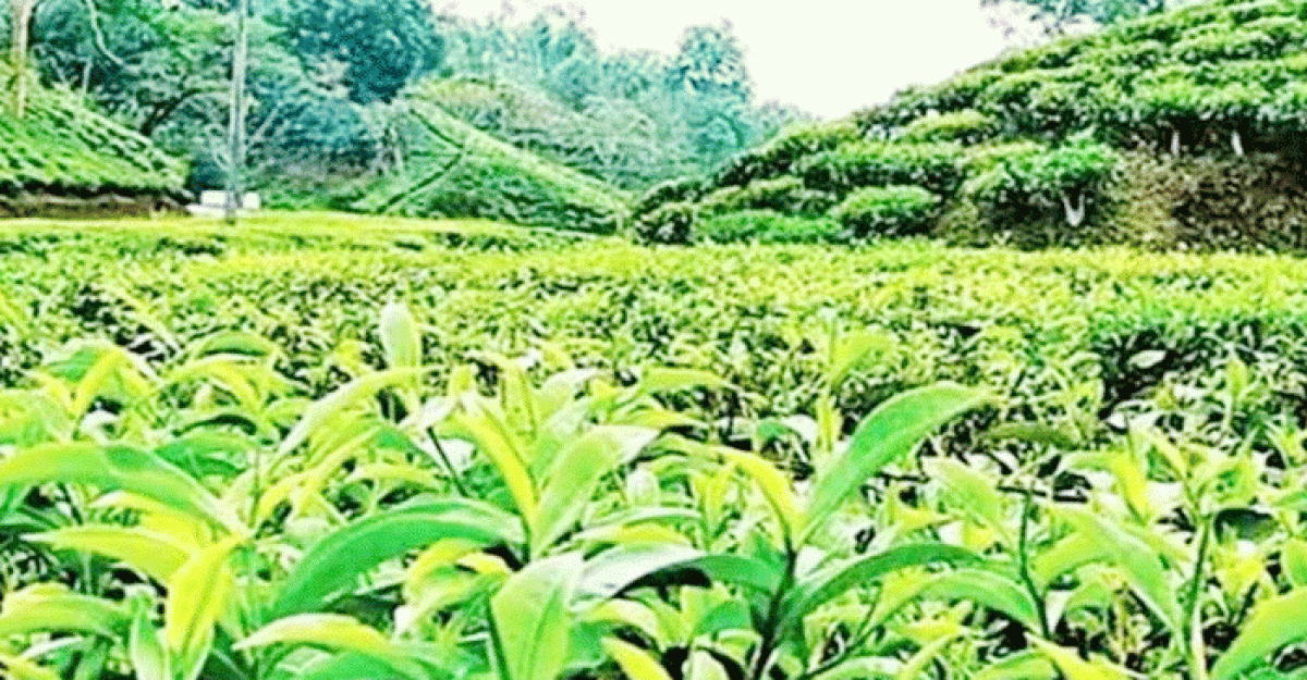 পঞ্চগড়ে চা আইনের ধারা লঙ্ঘন, ৩ কারাখানাকে জরিমানা