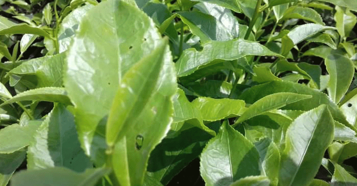 পঞ্চগড়ে তৃতীয় চা নিলাম কেন্দ্র উদ্বোধন করবেন বানিজ্য মন্ত্রী