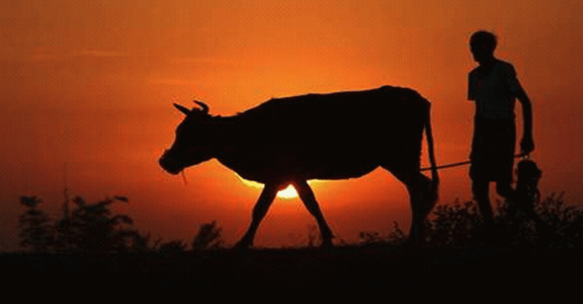 টেকনাফের পাহাড়ে গরু নিয়ে যাওয়া রাখাল গুলিবিদ্ধ