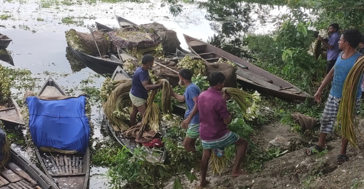 আড়িয়ল বিলে শাপলা কুড়িয়ে চলে জীবিকা,করছেন বাড়তি আয়