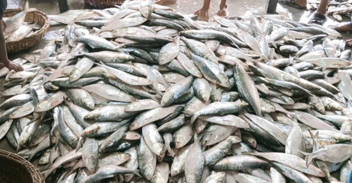 এক ট্রলারেই অর্ধ কোটি টাকার ইলিশ বিক্রি