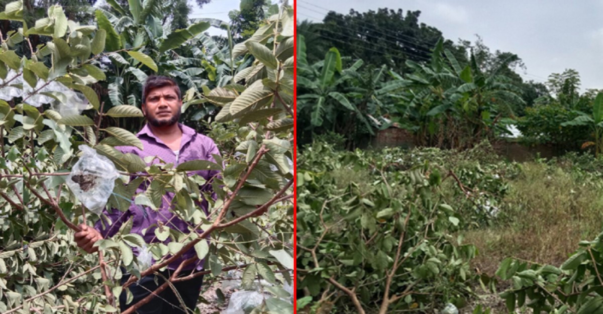 জীবননগরে বিরোধপুর্ণ জমির পেয়ারা গাছ কেটে সাবাড় দু’লক্ষ টাকার ক্ষতি