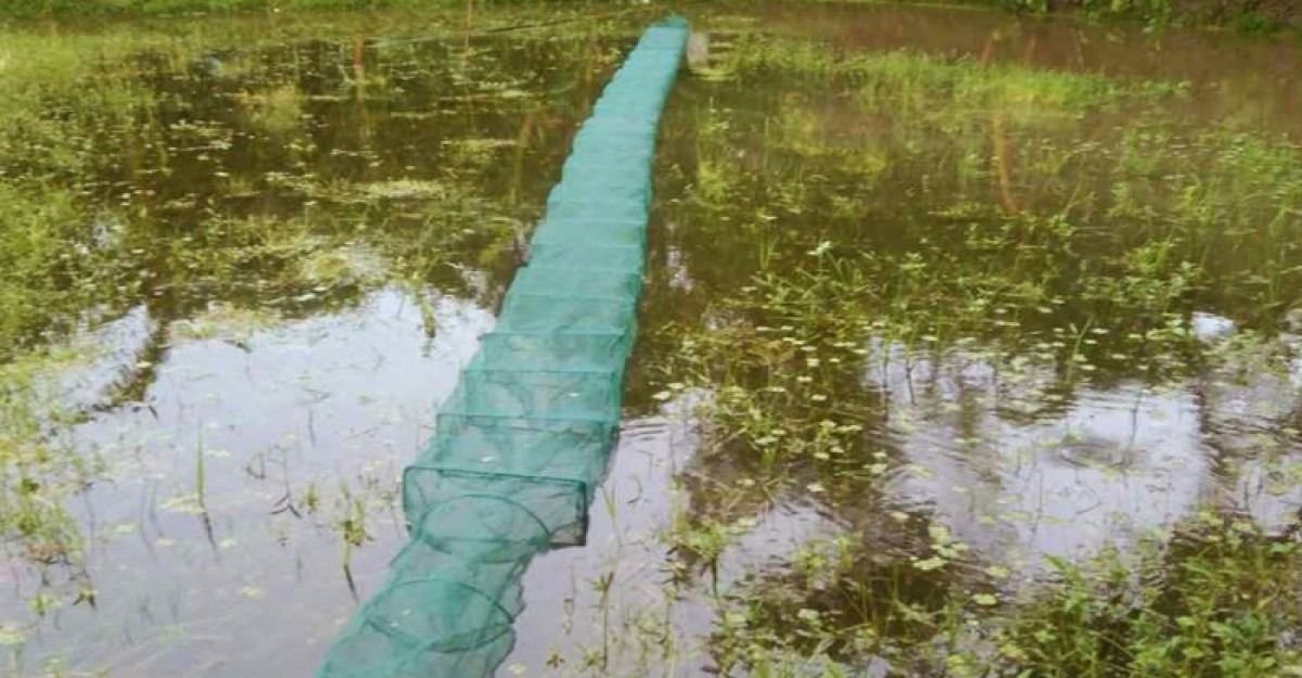 বেড়ার বিলুপ্তির পথে দেশীয় প্রজাতির মাছ