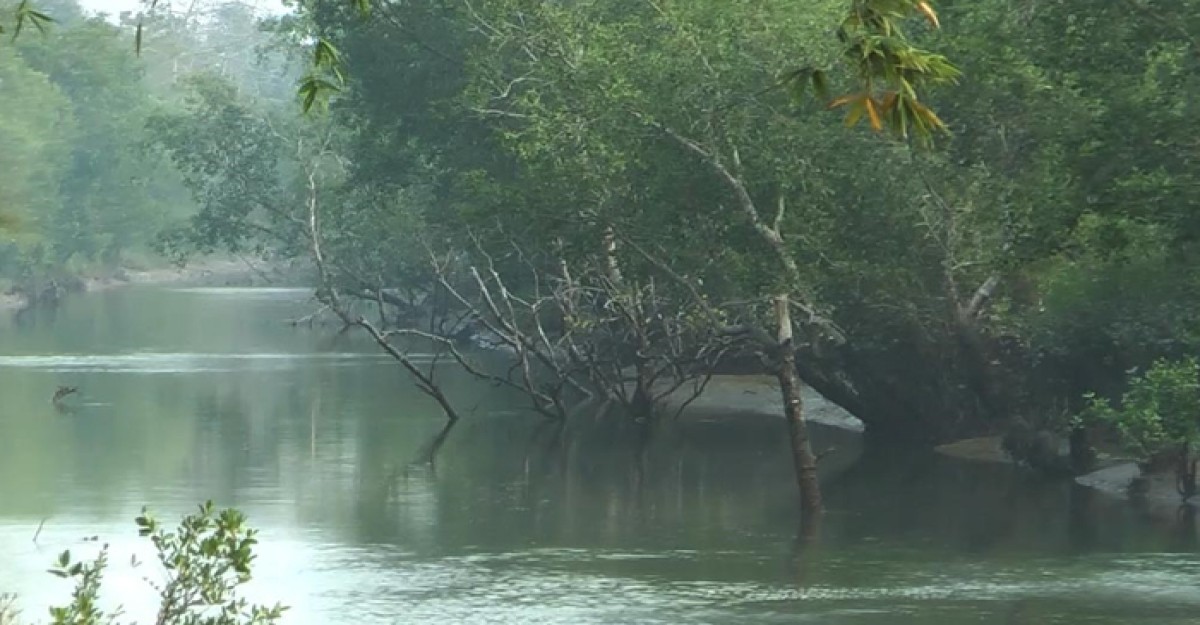 তিন মাস পর উন্মুক্ত হচ্ছে সুন্দরবন, প্লাস্টিকের পণ্য ব্যবহারে কড়াকড়ি.