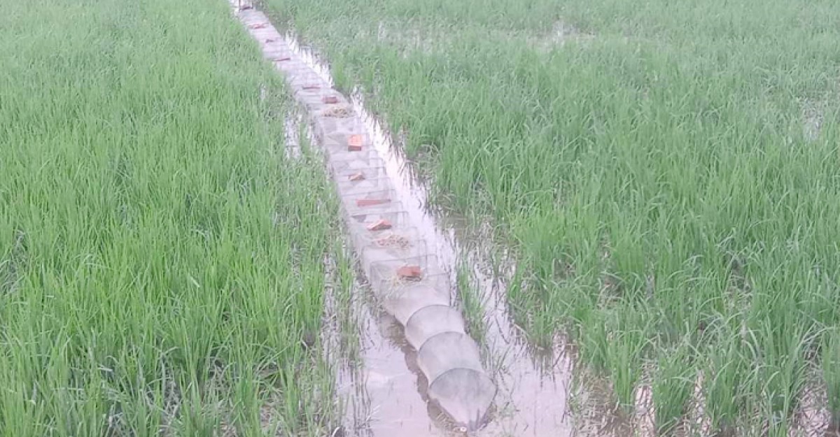 জলাশয় দখলে চায়না দুয়ারী কারেন্ট জাল