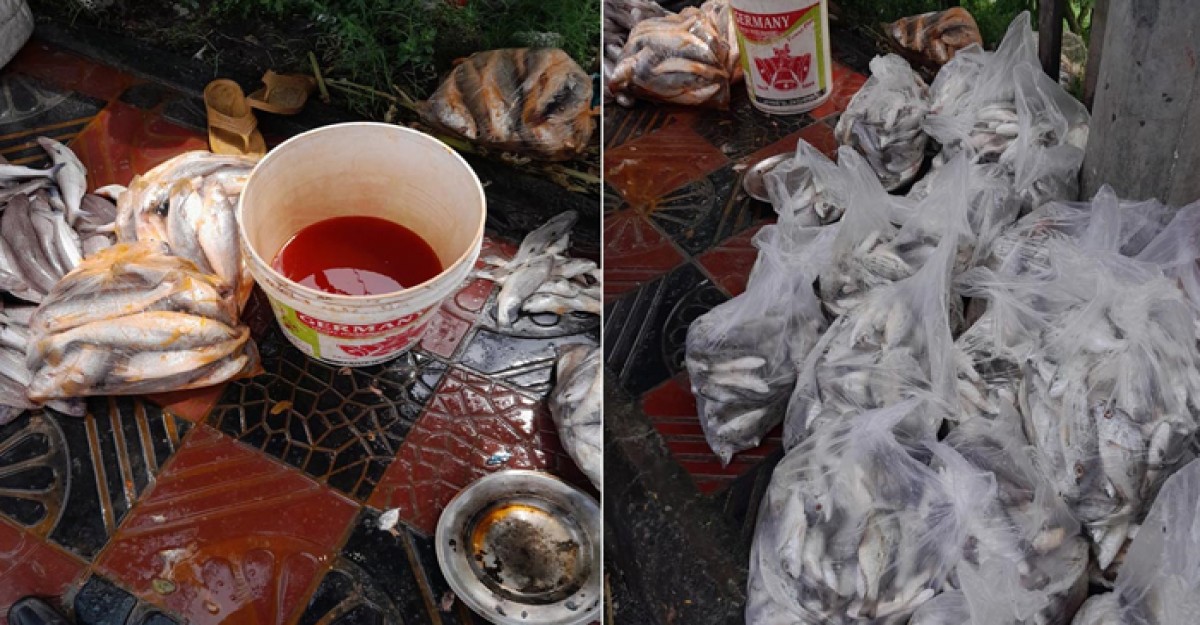 বাগেরহাটে রং দিয়ে মাছ বিক্রি