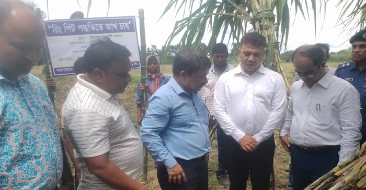 কেরুর কৃষি খামারে ‘রিং পিট’ পদ্ধতিতে আখ চাষ পরিদর্শনে করপোরেশন চেয়ারম্যান অপু