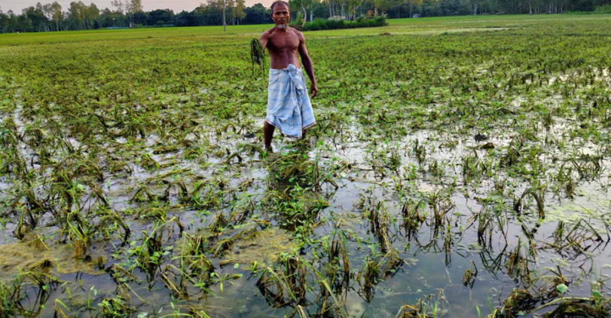 ফুলবাড়ীতে বন্যায় ১৩৫ হেক্টর জমির আমান ক্ষেত নষ্ট