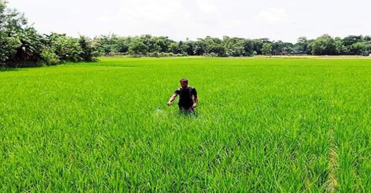 বেড়ায় ধান ক্ষেতে মাজরা পোকা, দিশেহারা কৃষক