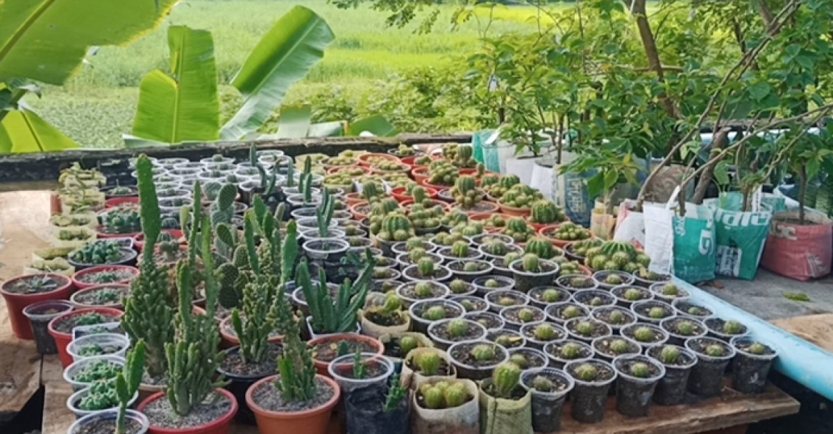 ফুলের চারা বিক্রি করেই মাসে লাখ টাকা আয় করেন শরীয়তপুরের ইমরান