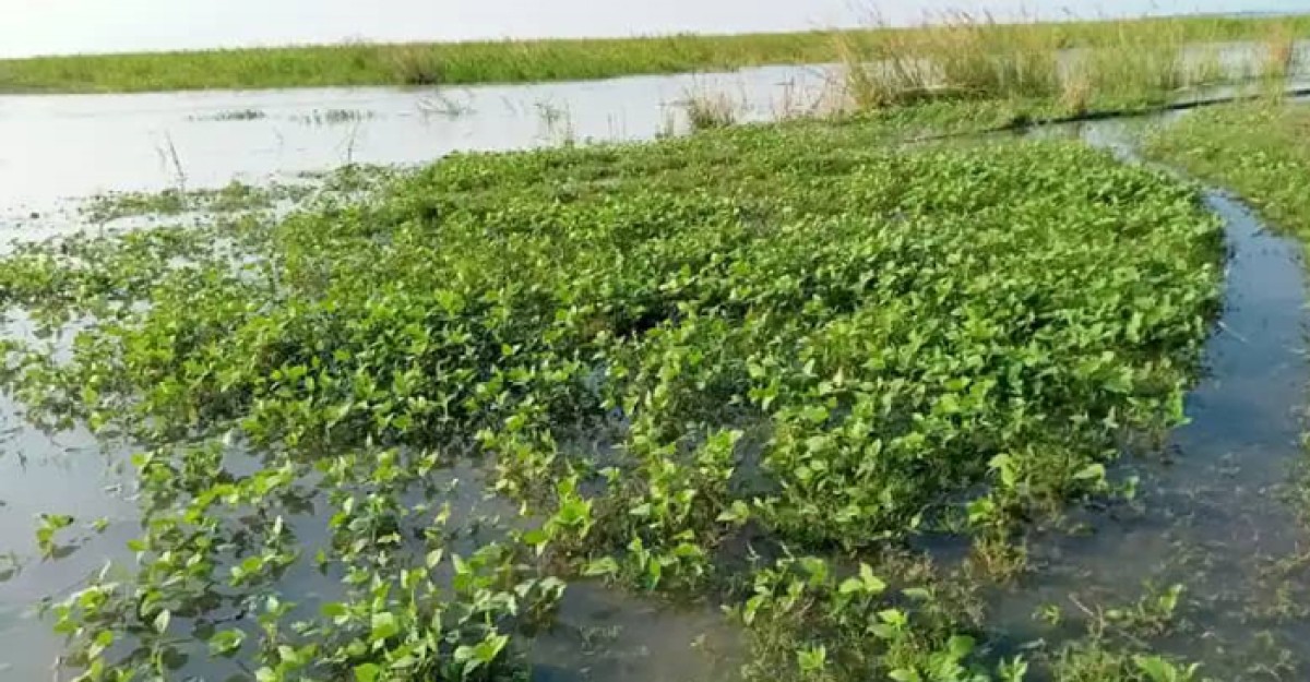 যমুনায় পানি বৃদ্ধি তলিয়ে গেছে মাষকলাই ক্ষেত