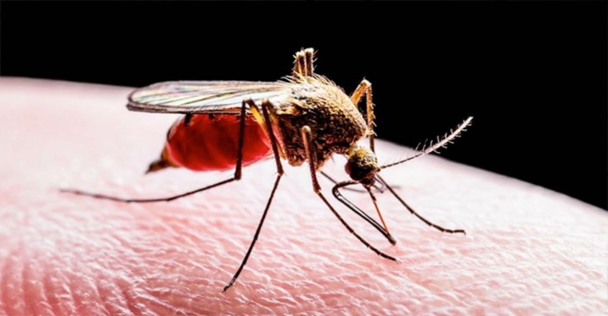 একদিনে ডেঙ্গুতে আরও ১১ জনের মৃত্যু