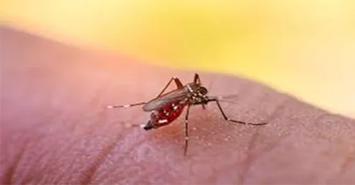 একদিনে ডেঙ্গুতে ১৬ জনের মৃত্যু, হাসপাতালে ভর্তি ২৫৬৪