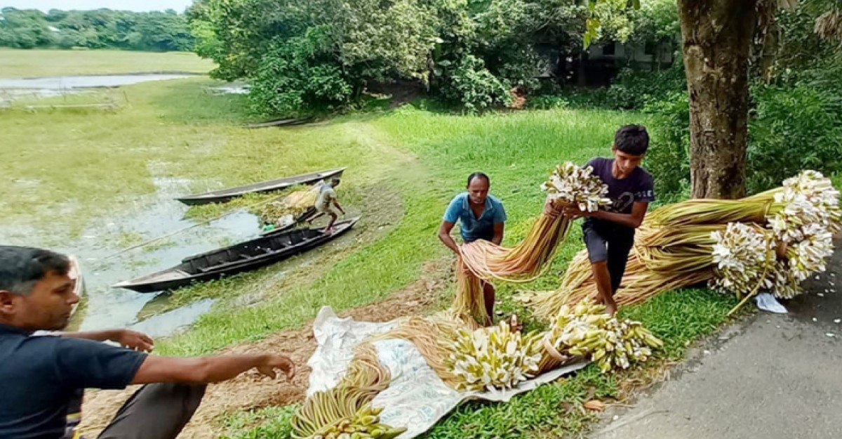 কালীগঞ্জের শাপলা রাজধানী ঢাকায় বিক্রি, আয়ে চলছে সংসার