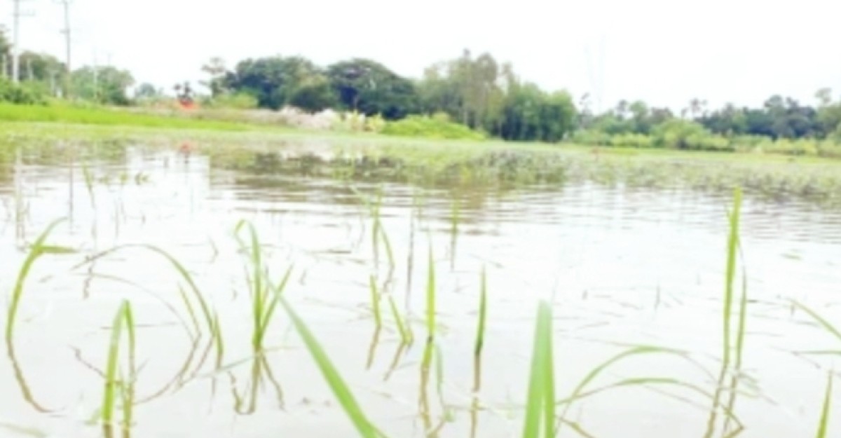 যমুনায় আবারও বাড়ছে পানি, তলিয়ে গেছে ফসল