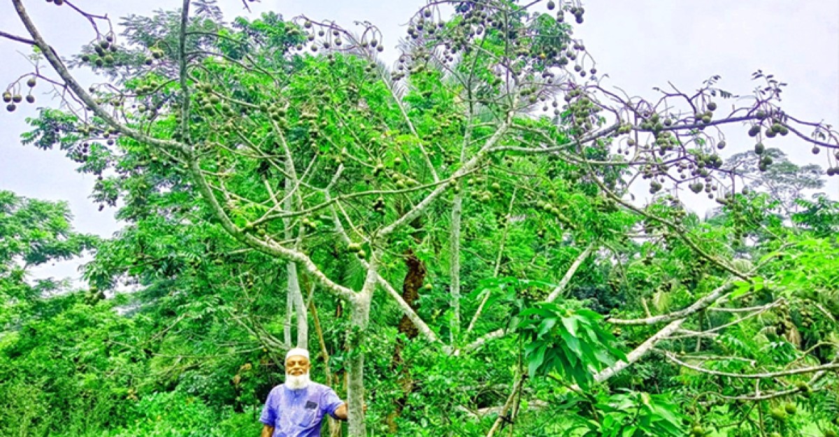 রাজাপুরে আমড়া চাষির স্বপ্ন ভেঙ্গে চুরমার
