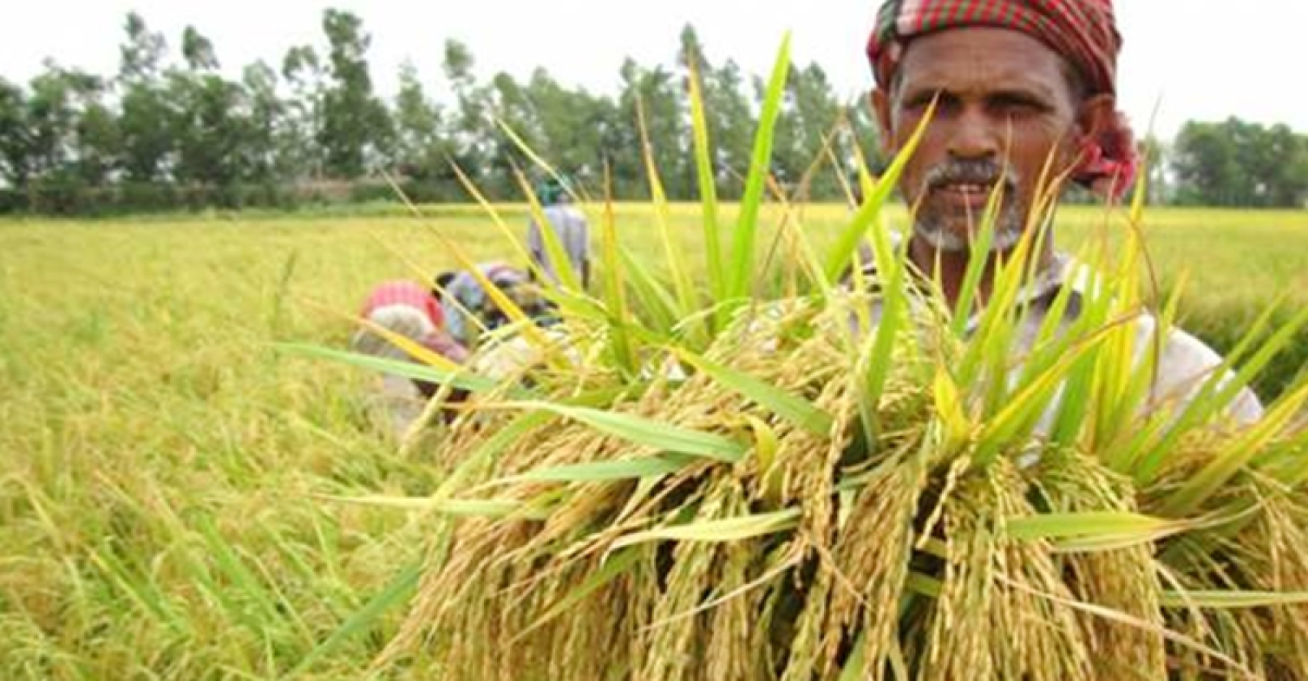 দেশে ধান উৎপাদনে সর্বোচ্চ রেকর্ড