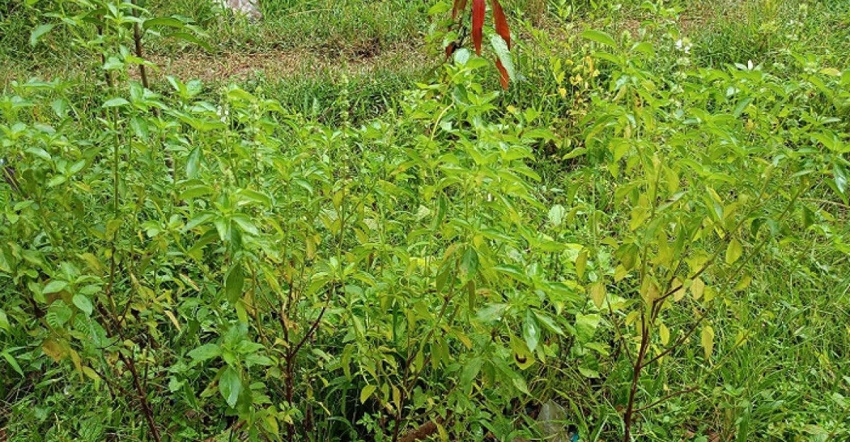 পাহাড়ে সাবারাং পাতা বিক্রি করে লাভের মুখ দেখছেন অনেকে