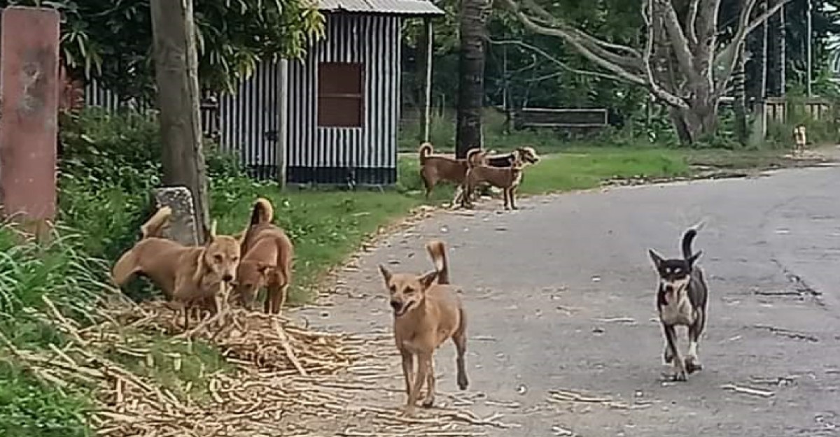 বেড়ায় বেওয়ারিশ কুকুর আতঙ্কে পথচারী