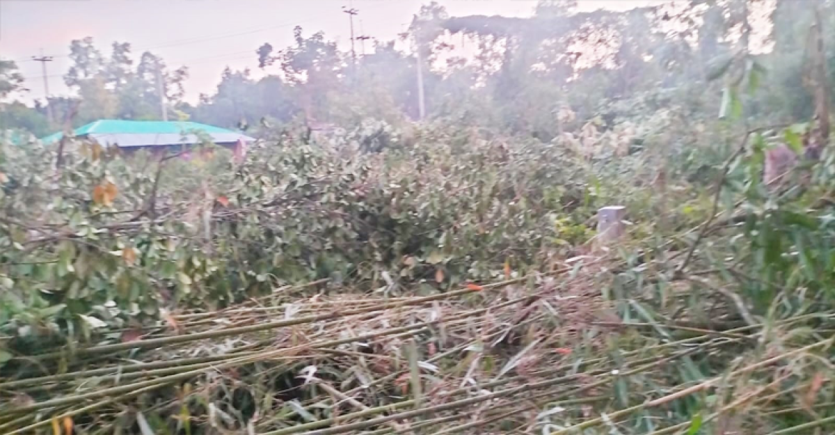 উখিয়ায় তিন হাজার ফলজ-বনজ গাছ কেটে সাবাড়