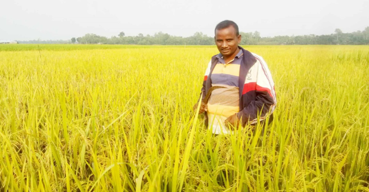 ধানের বাম্পার ফলন খুশি বেড়ার কৃষক