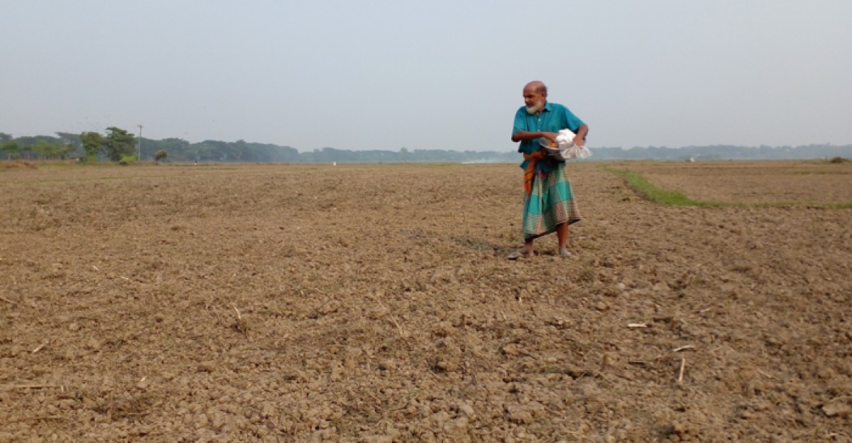 শ্রীনগরে সরিষার চাষে লাভের স্বপ্ন