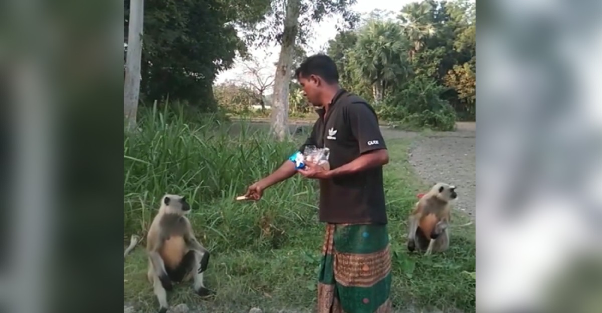 খাবারের সন্ধানে লোকালয়ে, ক্ষুদার্থ মুখ পোড়া হনুমান