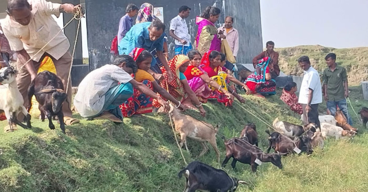 সবজি, ছাগল-ভেড়া পালনে ভাগ্য ফিরেছে জয়খাঁ গ্রামের মানুষের