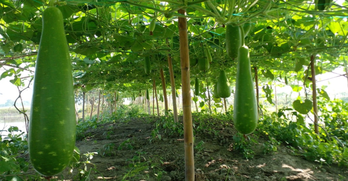 শ্রীনগরে ডাঙ্গার পাড়ে আগাম লাউ চাষে সফল কৃষক
