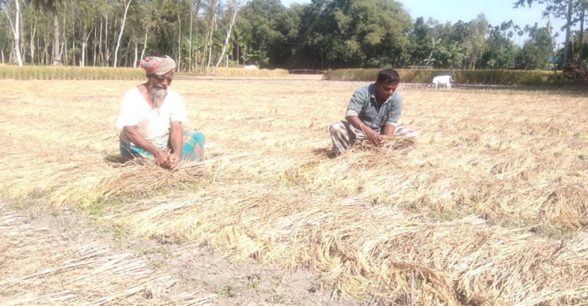 ফুলবাড়ীতে আমন মৌসুমের পাকা ধানে পোকার হানা দিশেহারা কৃষক