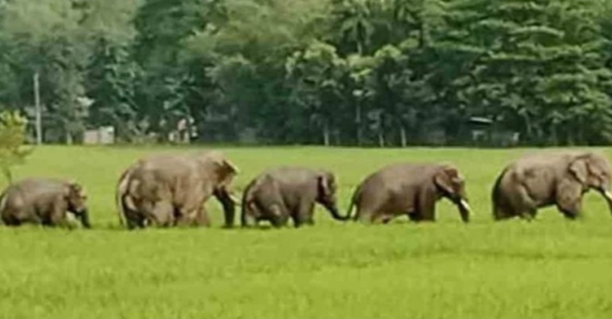 ধান পাকতেই হাতির তাণ্ডবে ১৬ দিনে ১০ জনের প্রাণহানী