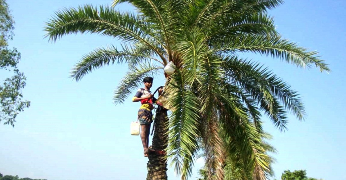 খেজুর রস সংগ্রহে ব্যস্ত আত্রাইয়ের গাছিরা