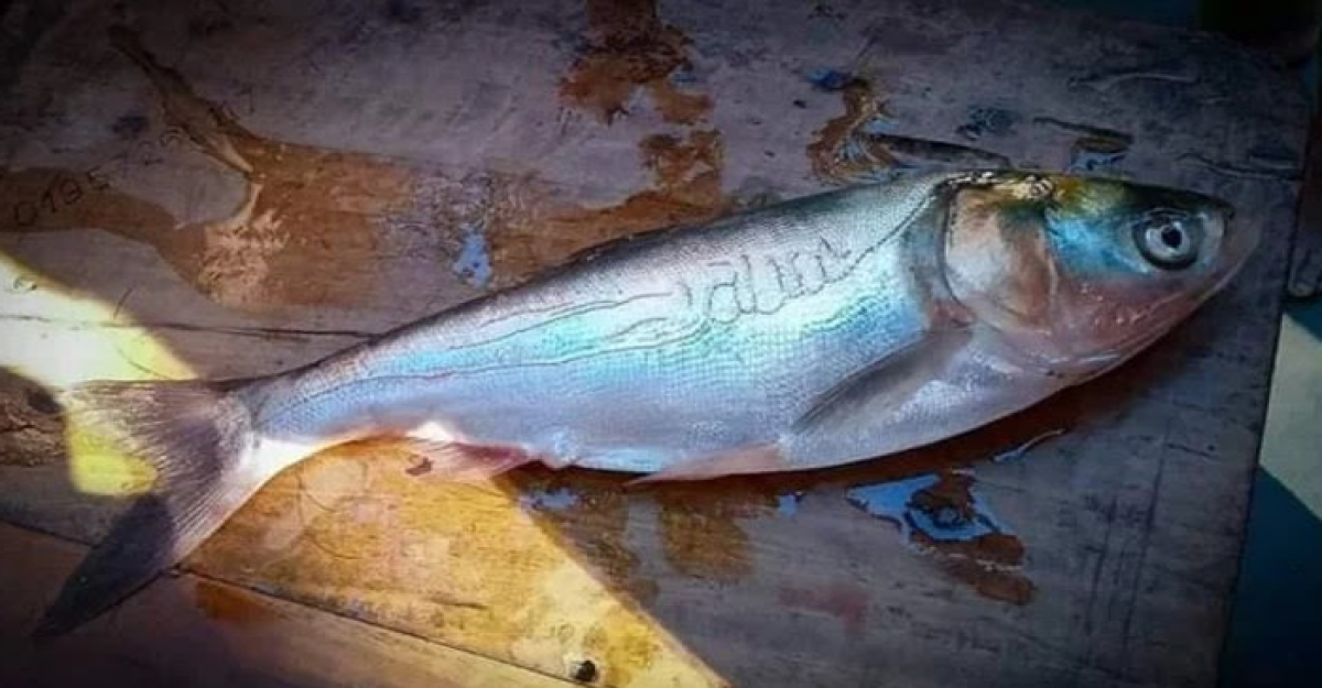 কুড়িগ্রামে মাছের গায়ে লেখা আল্লাহু, একনজর দেখতে জনতার ভিড়