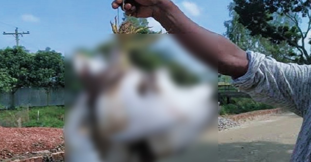 ব্রাক্ষণবাড়িয়ায় নানা কৌশলে পাখি শিকার