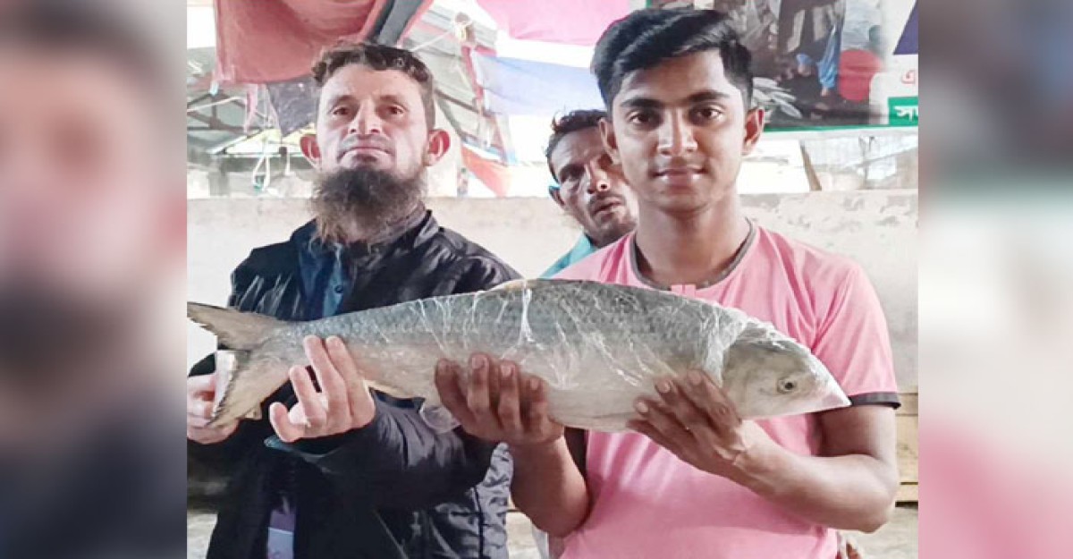 পায়রা নদীর এক ইলিশের দাম ৫৫৫০ টাকা