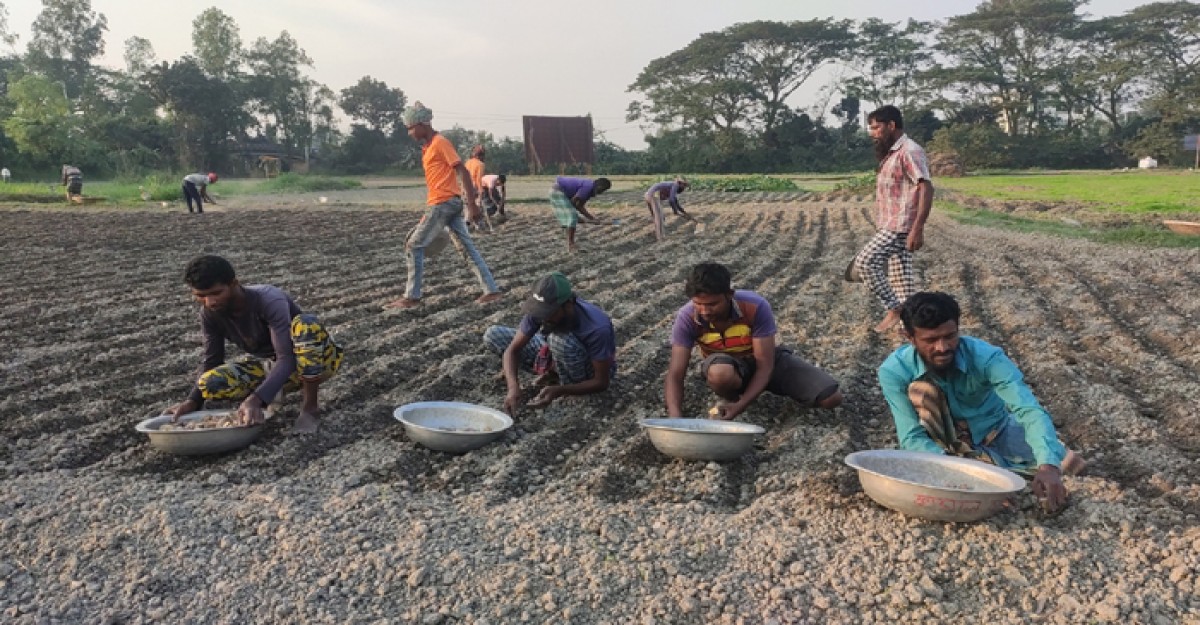 শ্রীনগরে স্থানীয়দের আলু চাষে কর্মব্যস্ততা