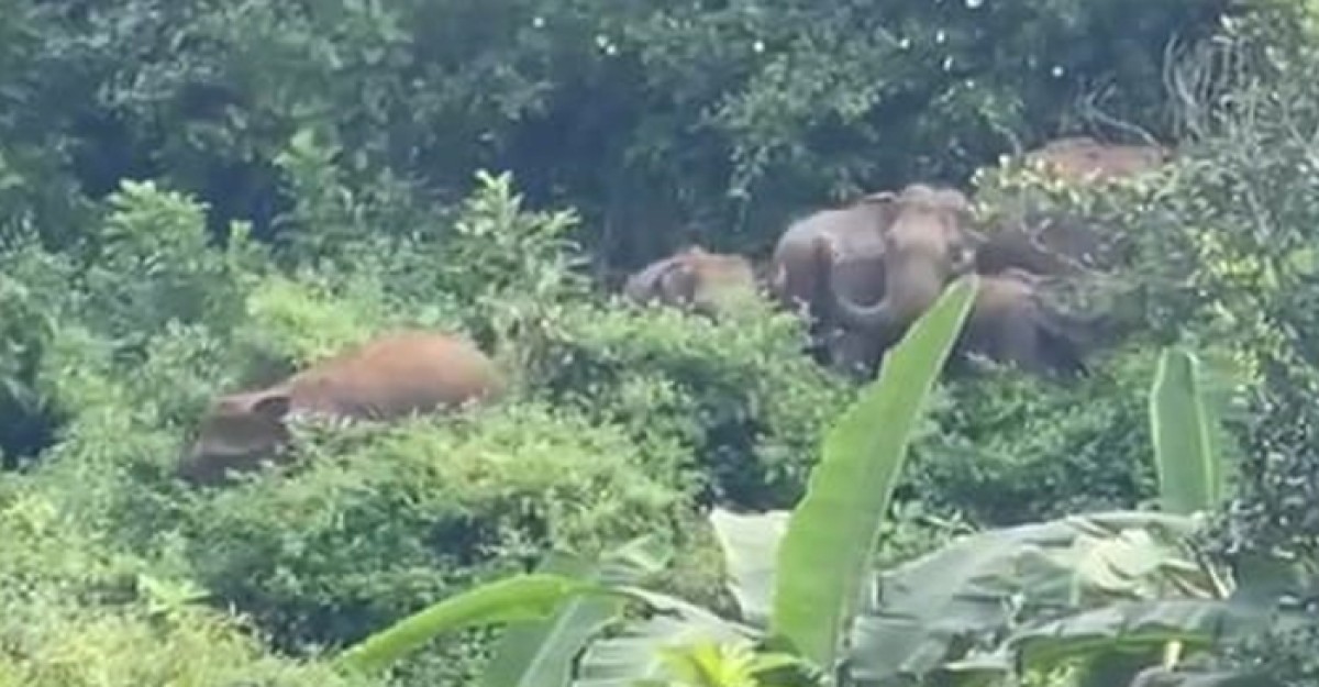 রামুতে বন্যহাতির পাল লোকালয়ে