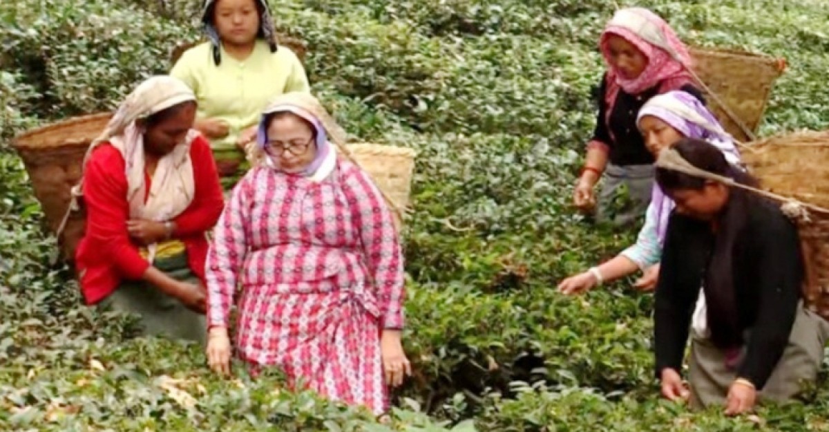 শ্রমিকদের সঙ্গে চা পাতা তুললেন মুখ্যমন্ত্রী মমতা