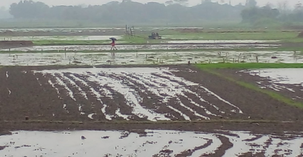 শ্রীনগরে জলাবদ্ধতায় আলু চাষীরা দিশেহারা