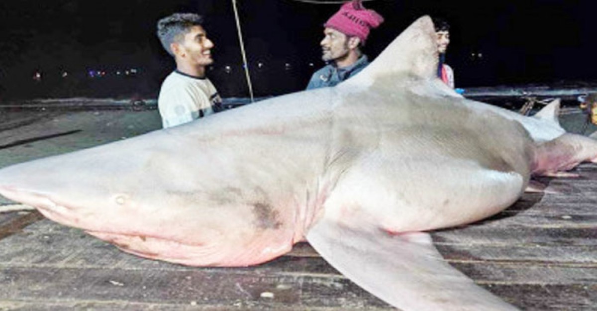 জেলের জালে মিললো ১৫০ কেজি ওজনের হাঙ্গর