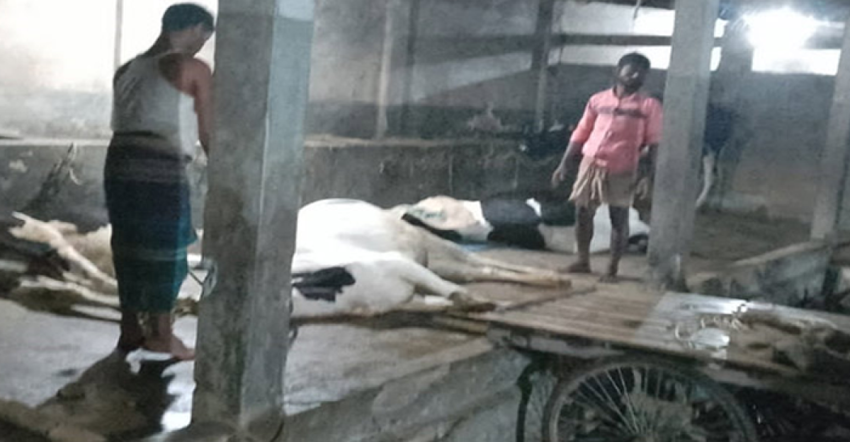 অজানা রোগে ২৫ গরু-মহিষের মৃত্যু