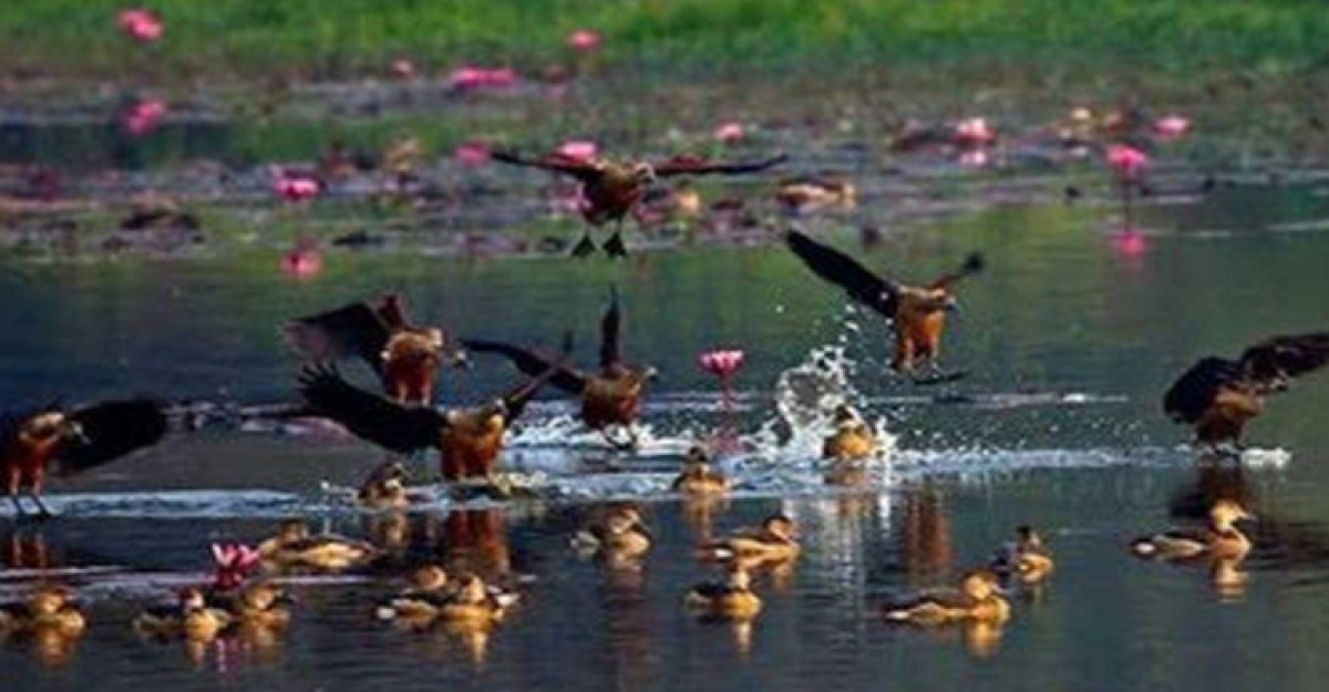 অতিথি পাখির কলকাকলীতে মুখরিত জাবির ক্যাম্পাস