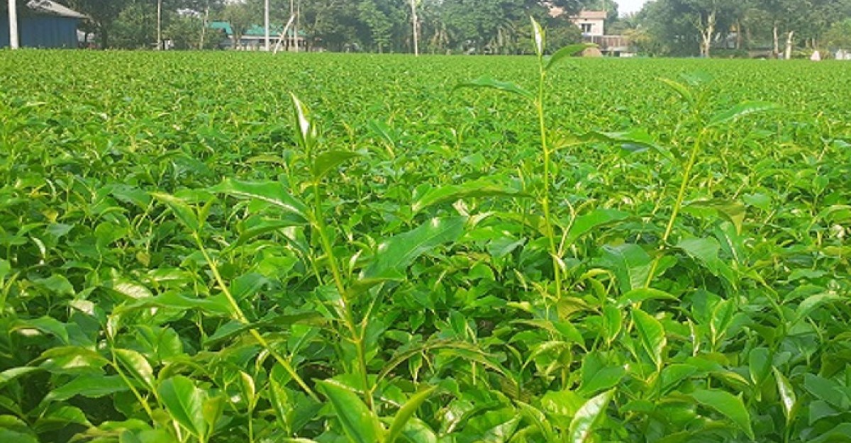 পঞ্চগড়ে চা শিল্পের অংশীজনের নিয়ে কর্মশালা