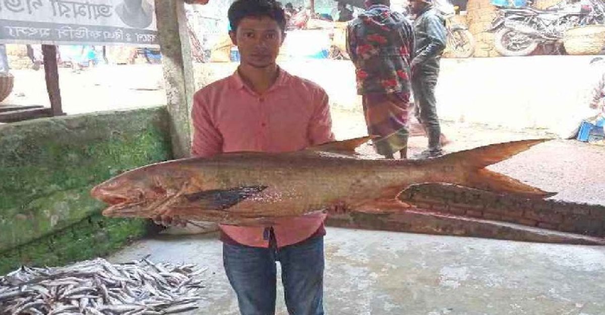 এক মাছের দাম ৫০ হাজার টাকা