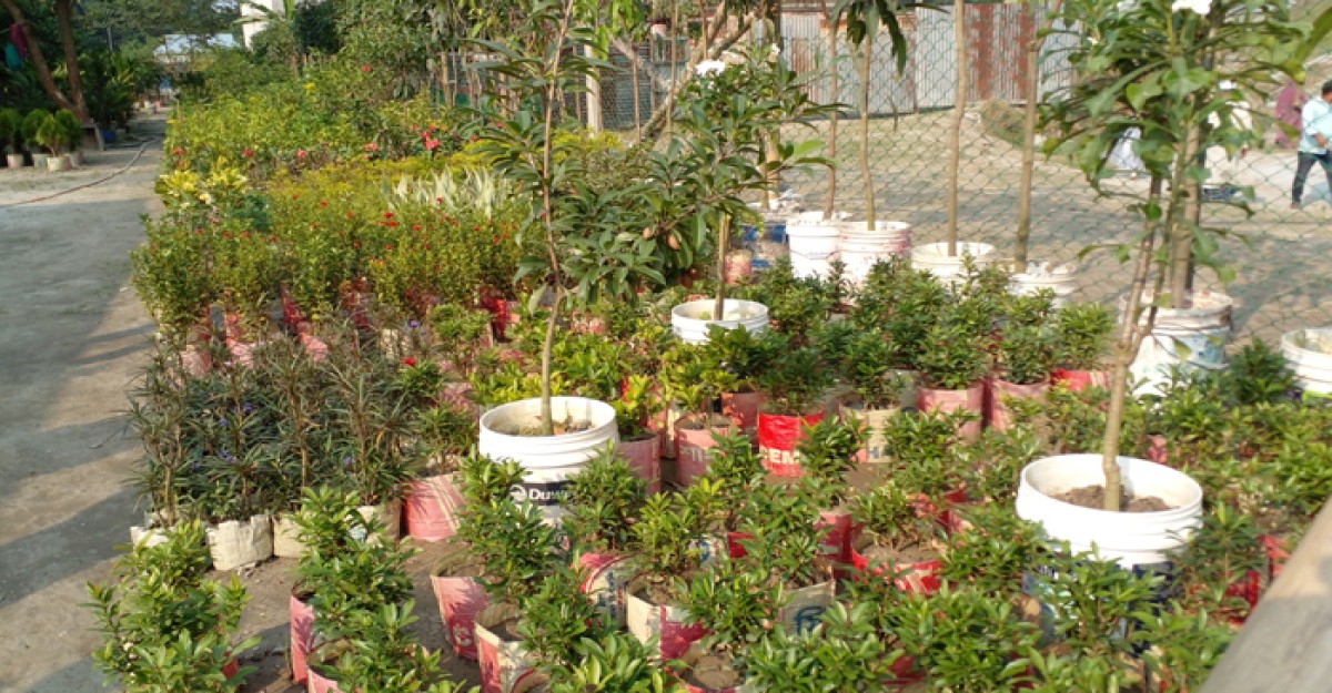 শ্রীনগরে নার্সারিতে মিলছে নানা প্রজাতির গাছ
