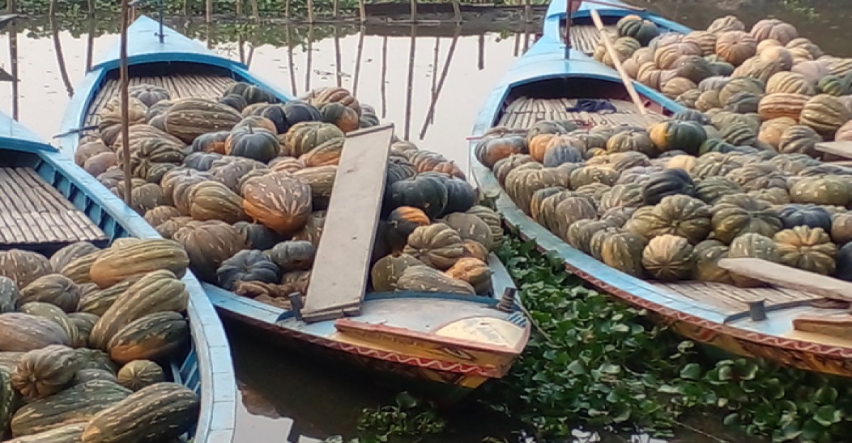 আড়িয়ল বিলে উৎপাদিত মিষ্টি কুমড়ার কাঙ্খিত দামে লাভের স্বপ্ন
