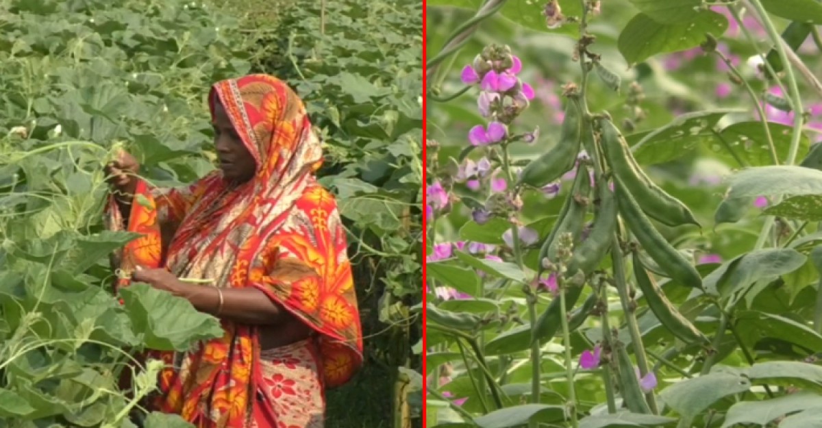 ধামরাইয়ে শীতকালীন সবজির বাম্পার ফলন