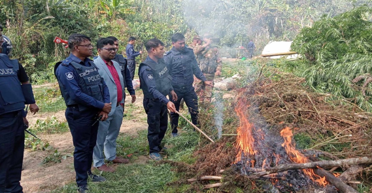 ১০ কোটি টাকা মূল্যের গাঁজা ক্ষেত ধ্বংস করলো প্রশাসন